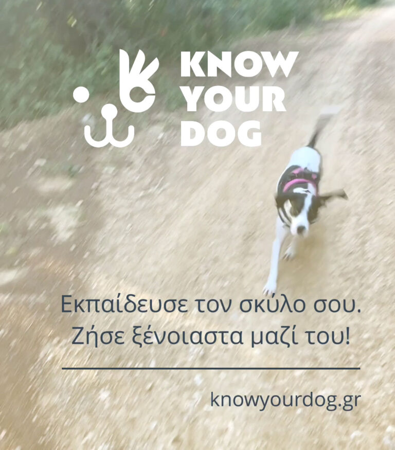 Life without a leash