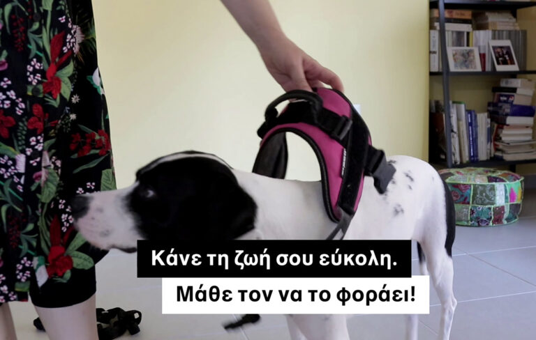 Can you put the harness on your dog effortlessly?