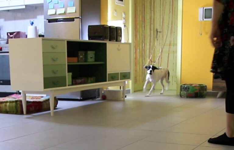 Find it! - Your dog will love this game