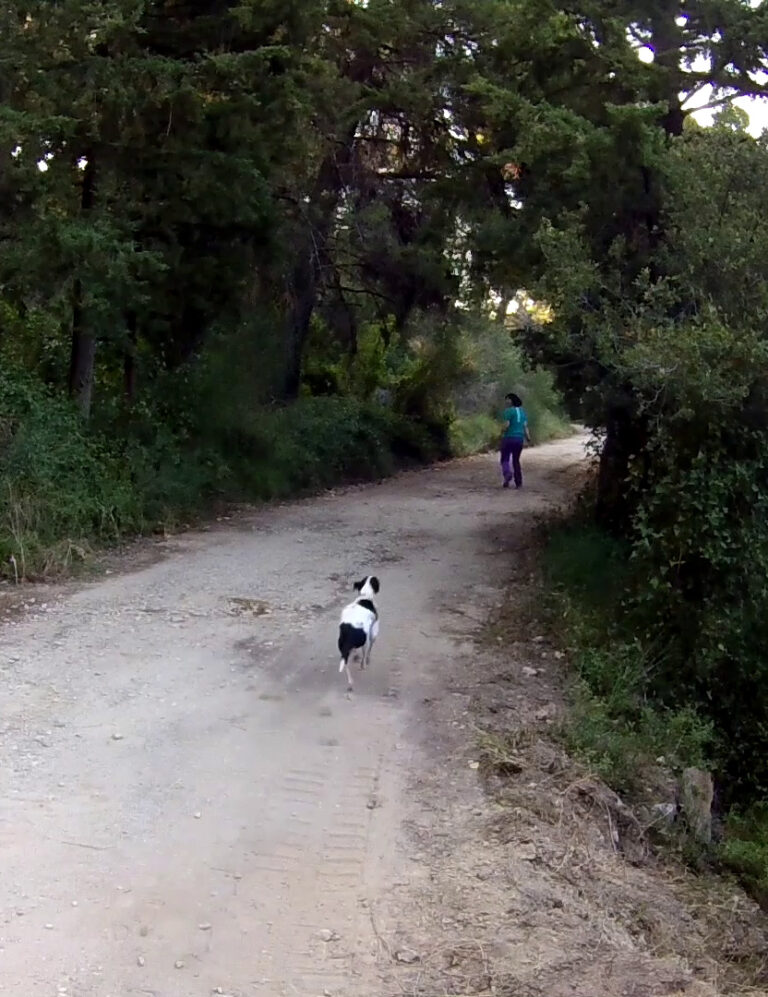 Recall: My dog runs back to me as soon as I call him