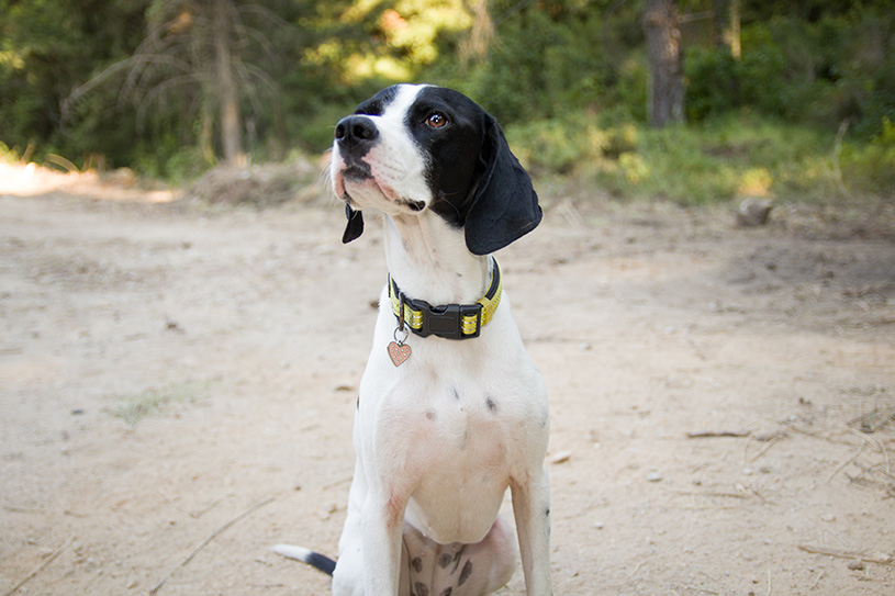 Τα 5 πράγματα που πρέπει να σκεφτείς πριν πάρεις σκύλο