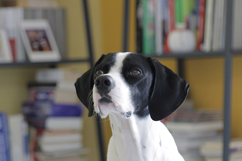 Γιατί χρησιμοποιούμε λιχουδιές ως επιβράβευση στην εκπαίδευση σκύλου;