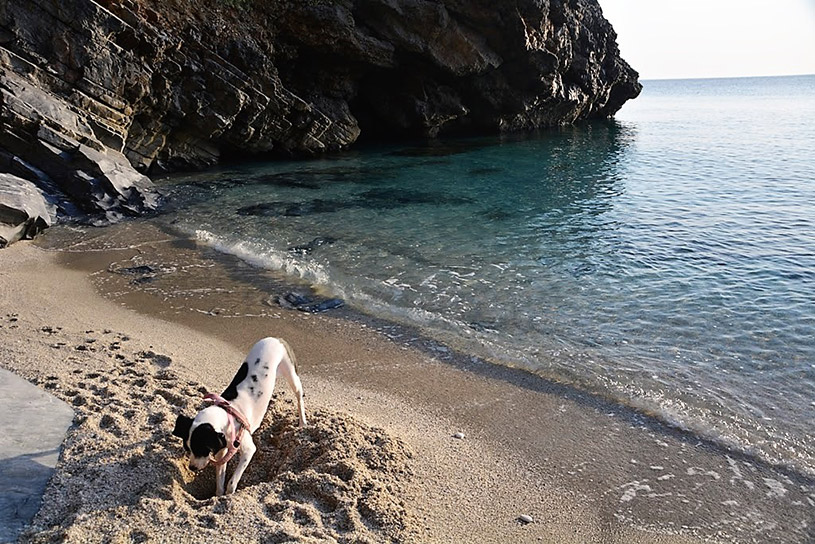 Υψηλές θερμοκρασίες και σκύλος