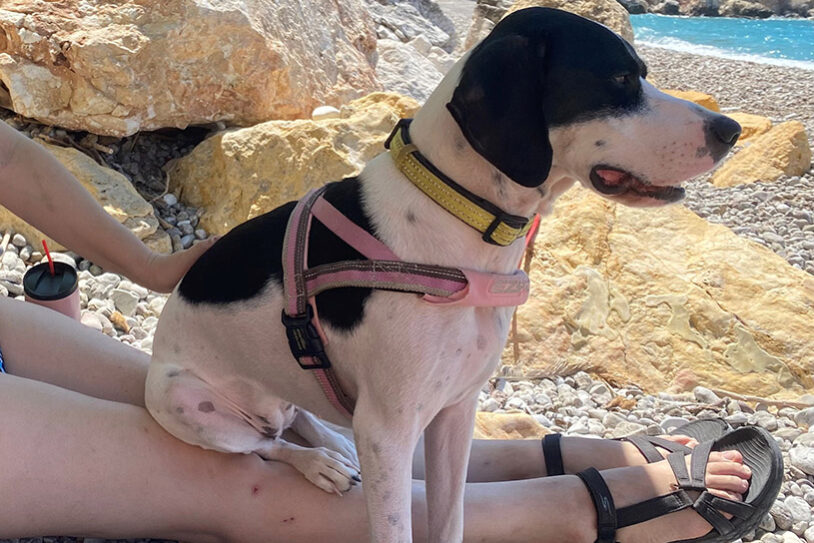 Πόσο καιρό διαρκεί η εκπαίδευση σκύλου;